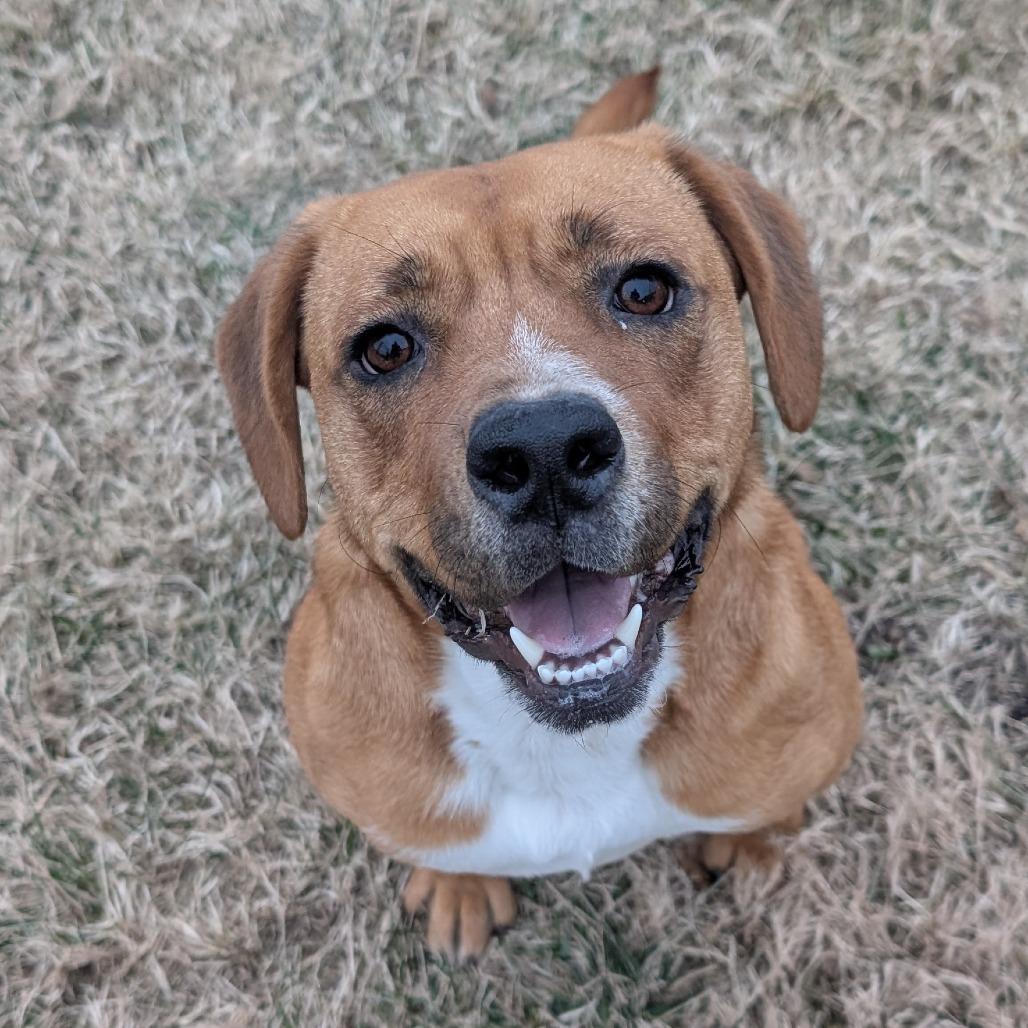 Enlarge Butterscotch, a Adoptable Mixed Breed in Emporia, KS image 1/6