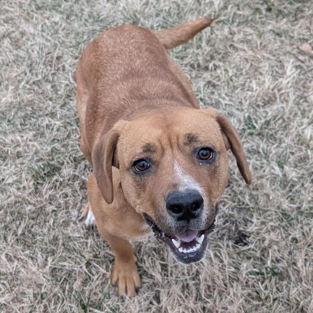 Enlarge Butterscotch, a Adoptable Mixed Breed in Emporia, KS image 2/6