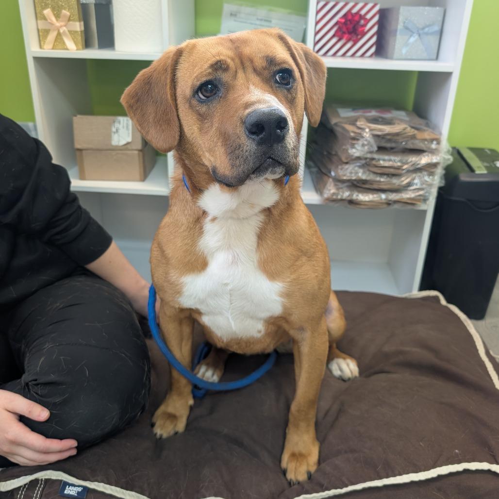 Enlarge Butterscotch, a Adoptable Mixed Breed in Emporia, KS image 3/6