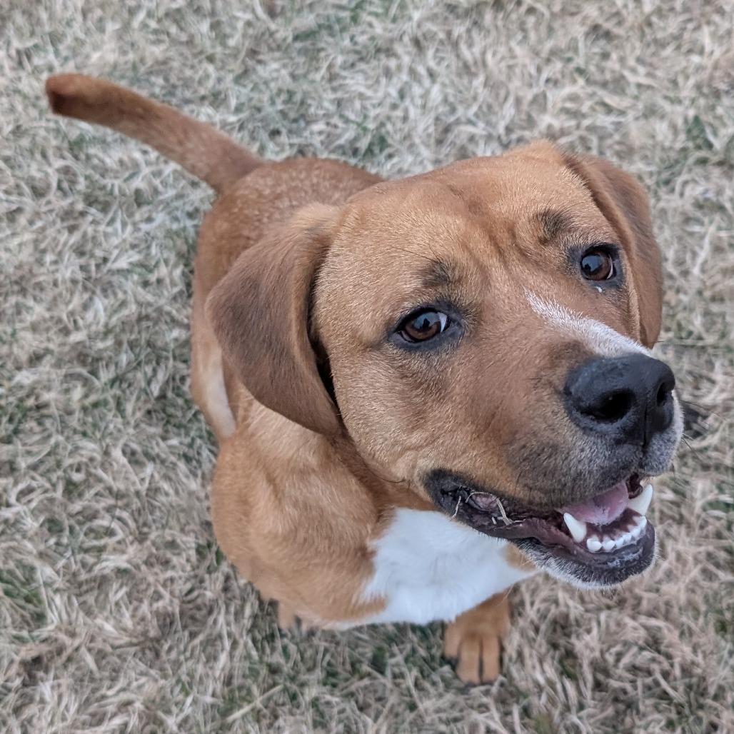 Enlarge Butterscotch, a Adoptable Mixed Breed in Emporia, KS image 4/6