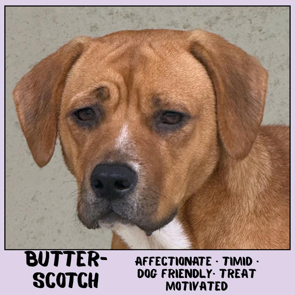 Enlarge Butterscotch, a Adoptable Mixed Breed in Emporia, KS image 5/6