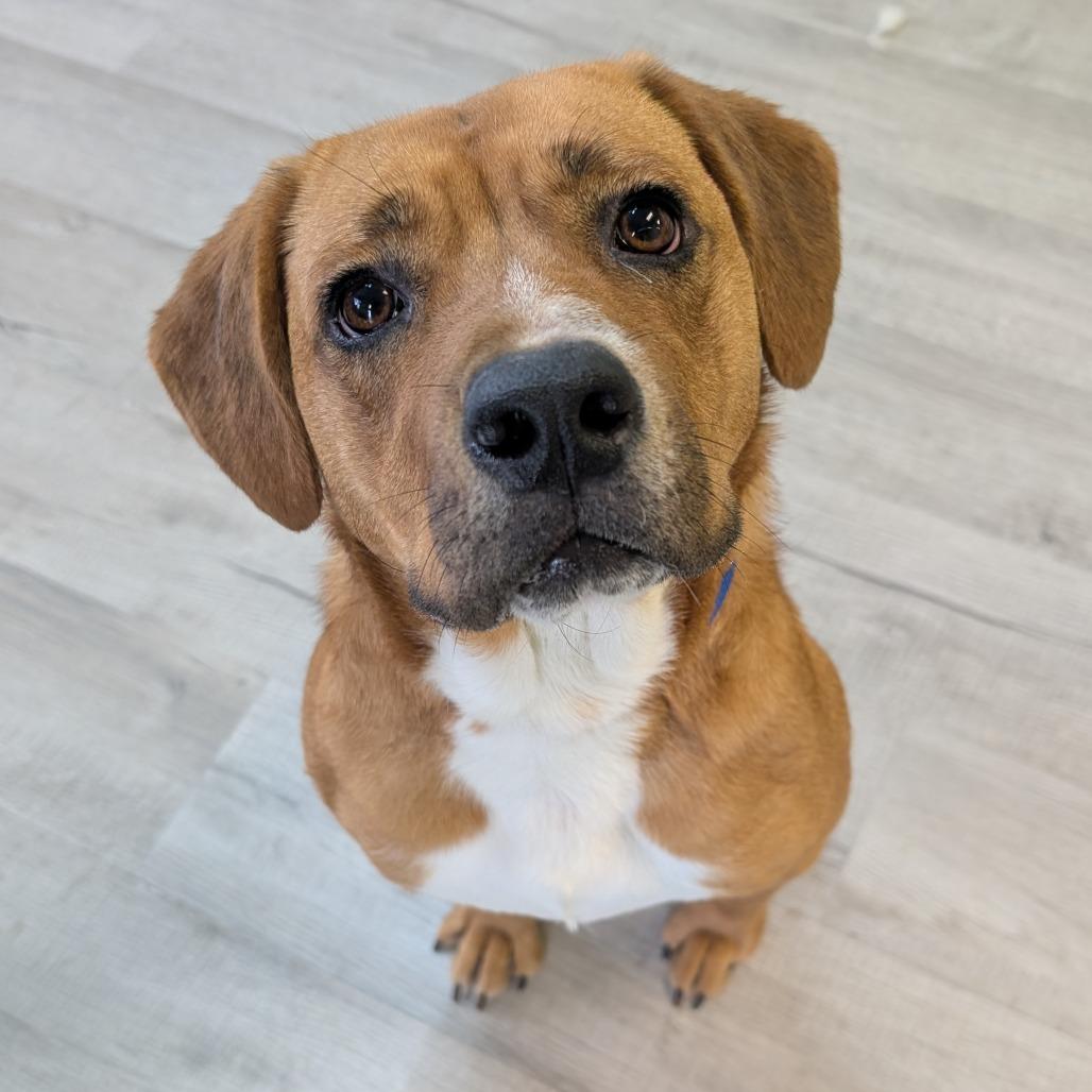 Enlarge Butterscotch, a Adoptable Mixed Breed in Emporia, KS image 6/6