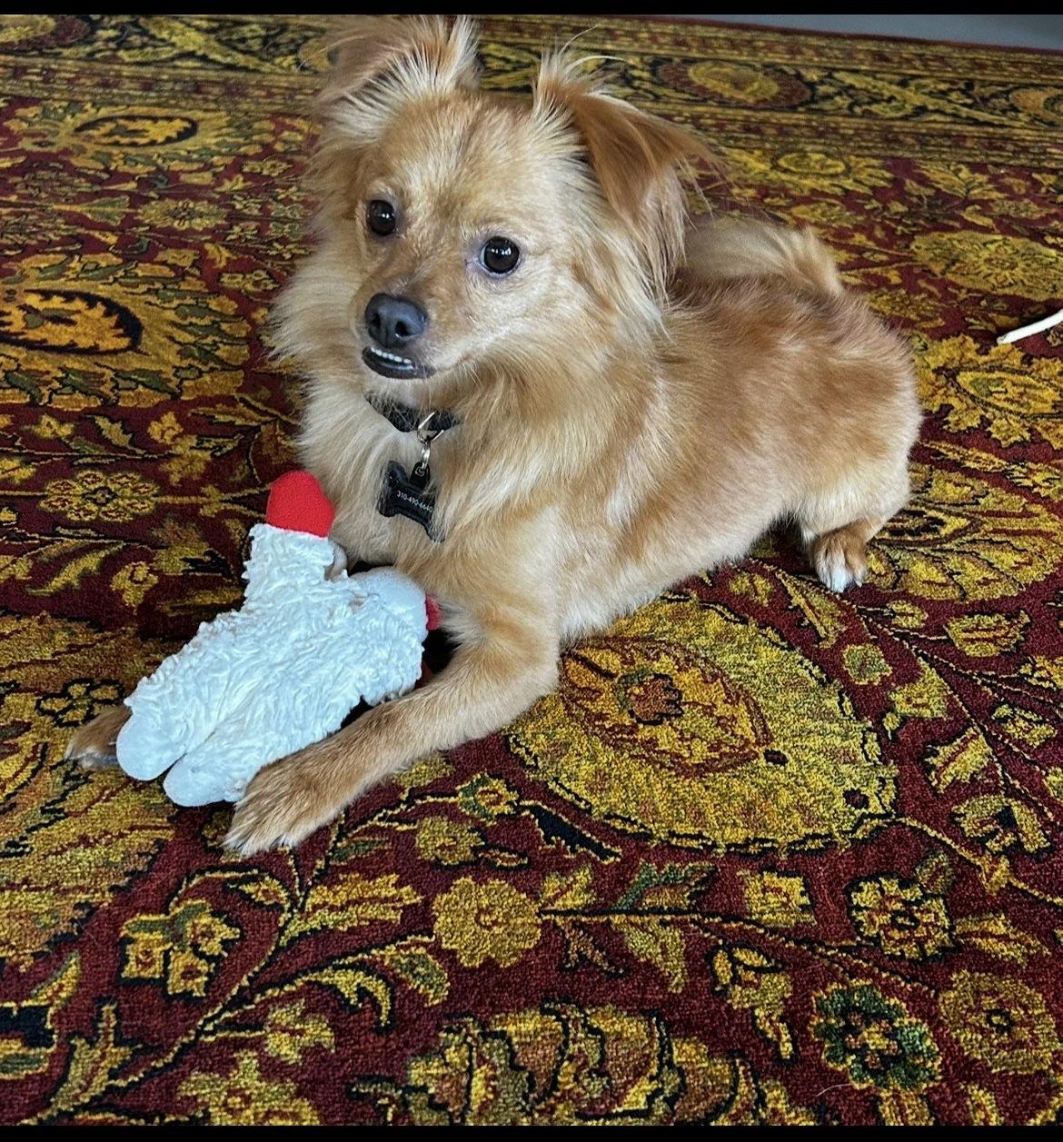 Enlarge Cuddles, a Adoptable Chihuahua in Orange, CA image 2/3