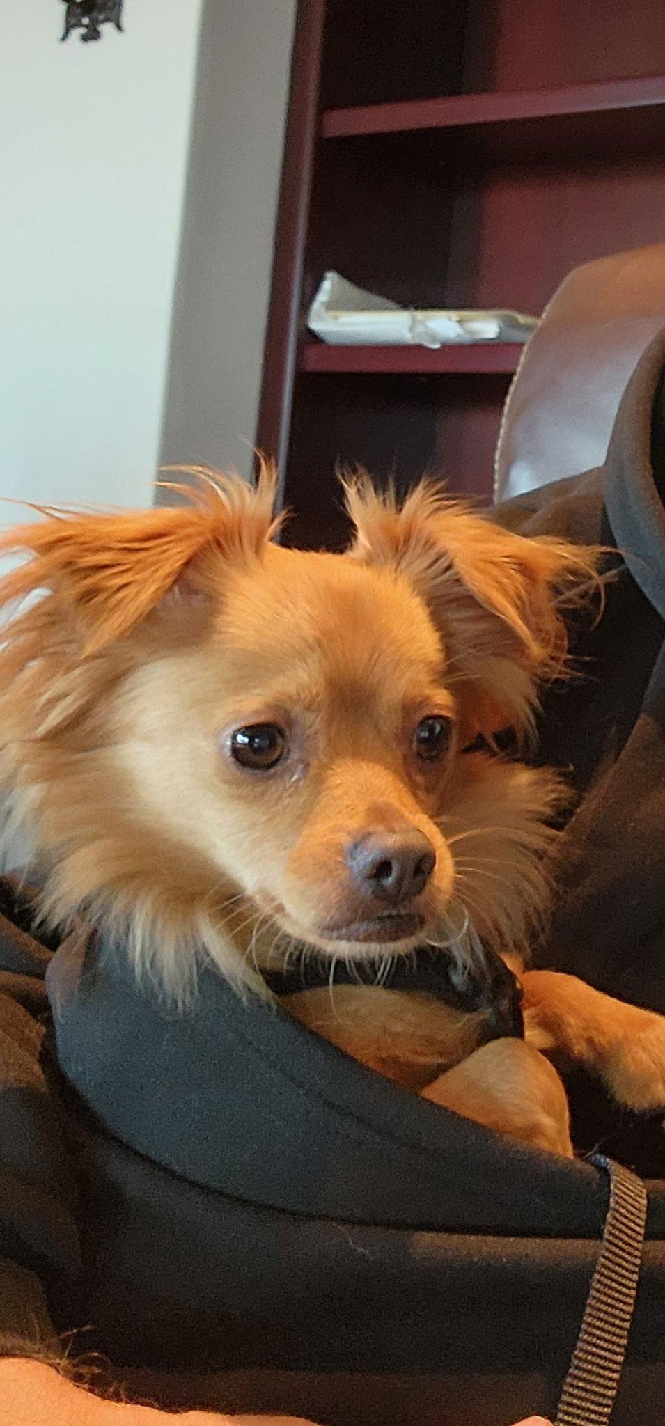 Enlarge Cuddles, a Adoptable Chihuahua in Orange, CA image 3/3