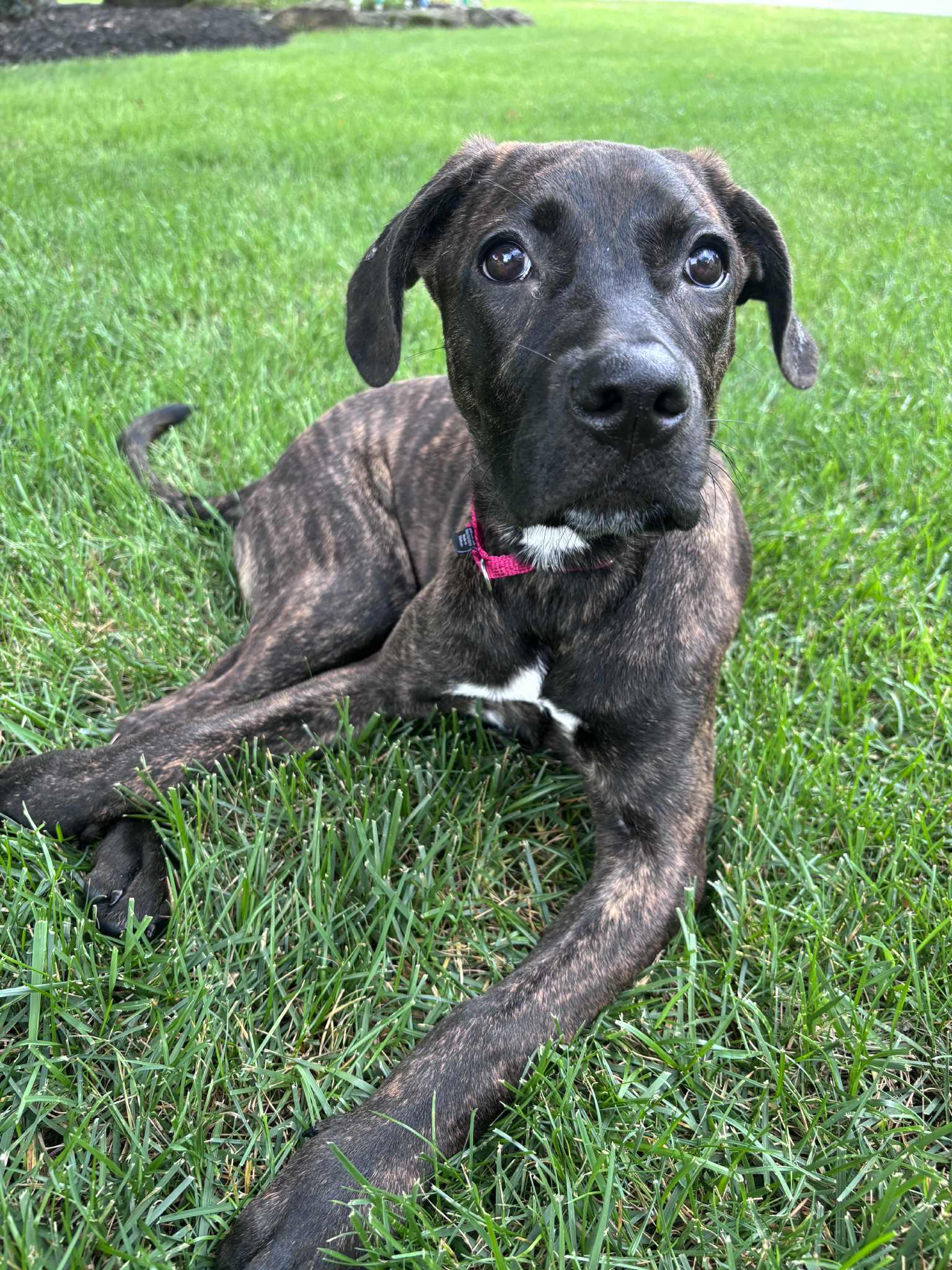 Sheba photo