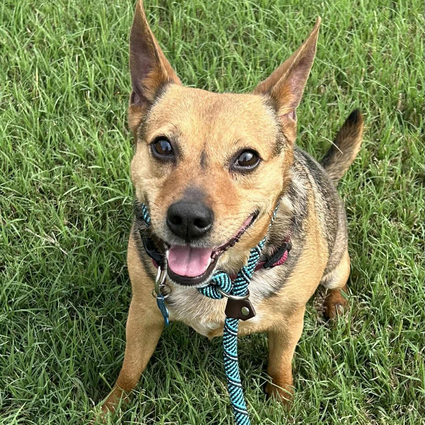 Enlarge BRODY, a Adoptable mixed breed in Flower Mound, TX image 3/6