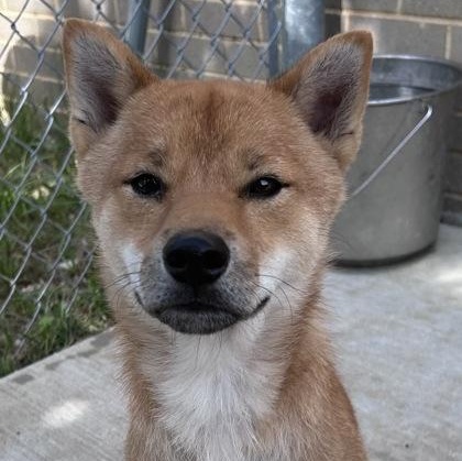Enlarge Tod, an adopted mixed breed in The Colony, TX image 4/4