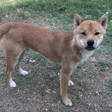 Enlarge Tod, an adopted mixed breed in The Colony, TX image 2/4