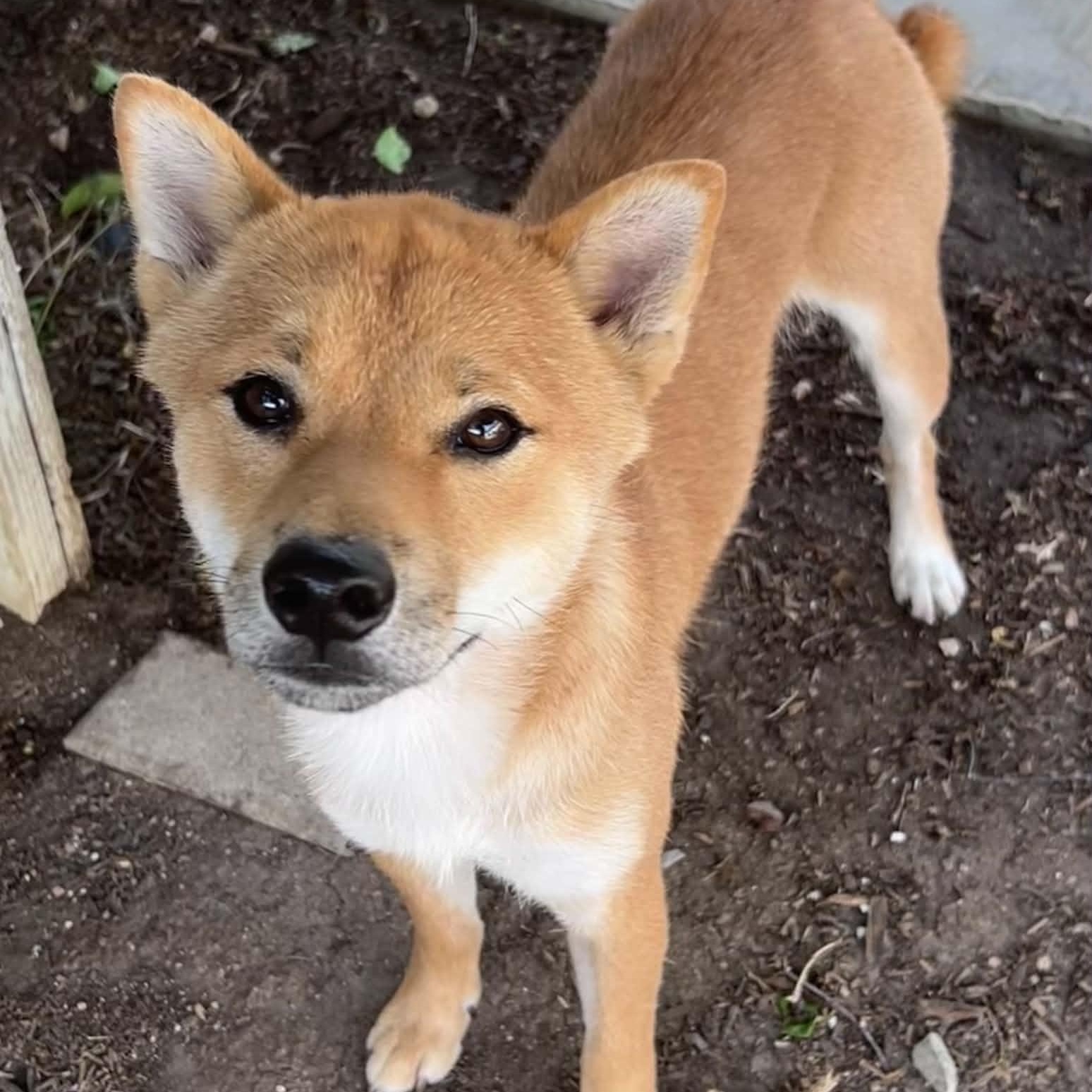 Tod, ADOPTABLE, Young Male Shiba Inu.