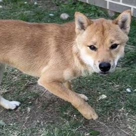 Enlarge Tod, an adopted mixed breed in The Colony, TX image 3/4