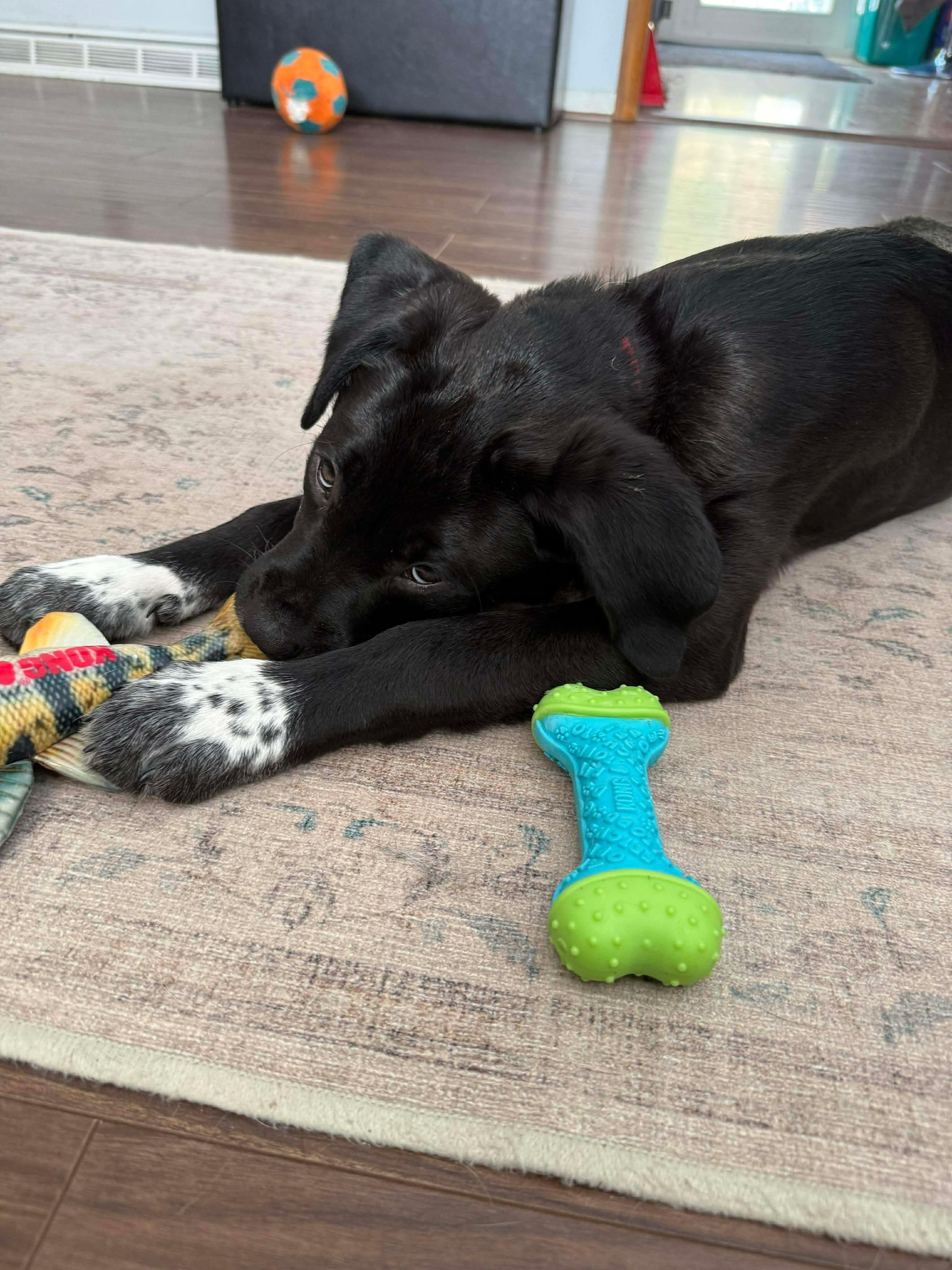 Enlarge Summit , a Adoptable Mixed Breed in Argyle, NY image 6/6