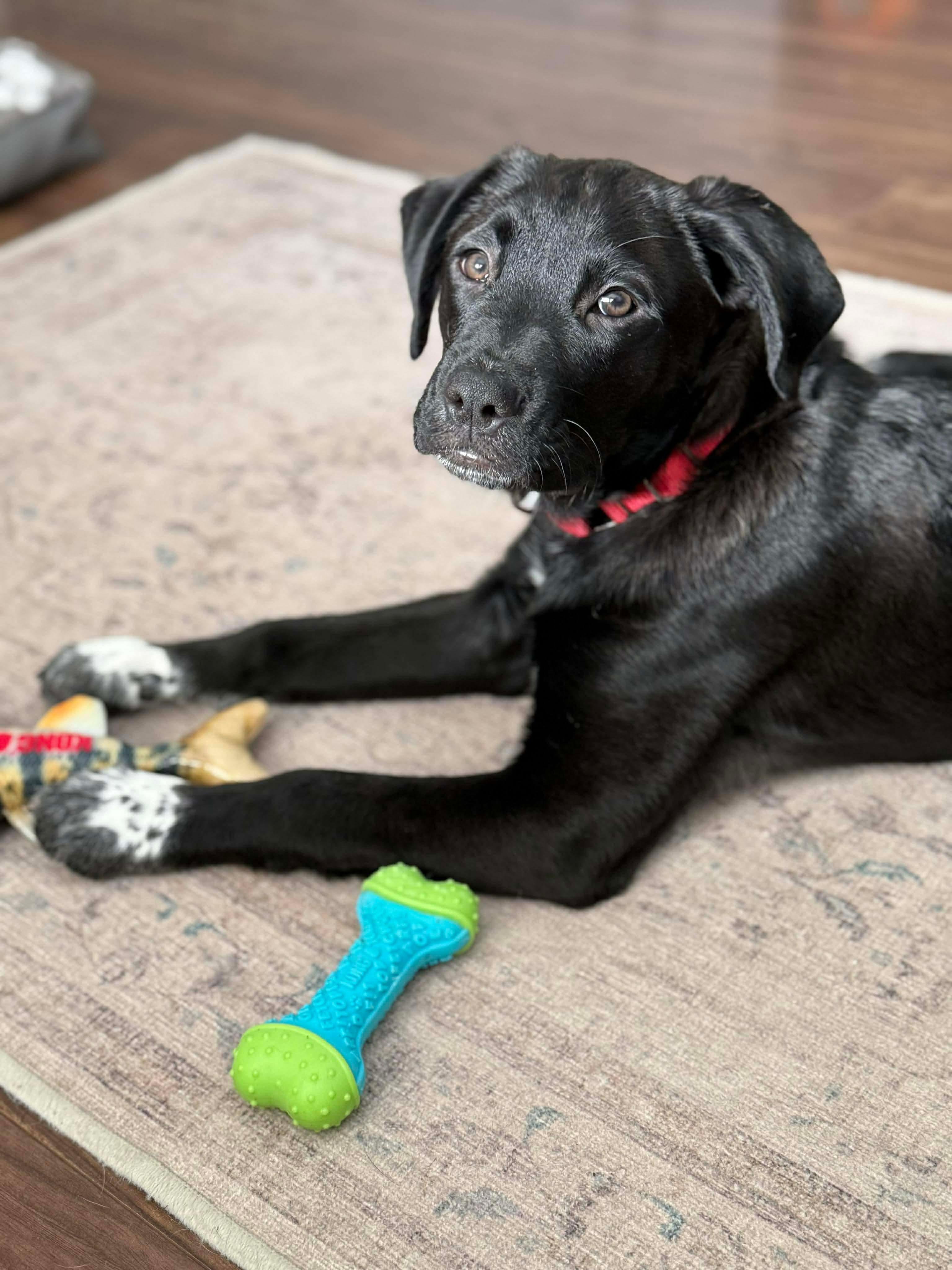Enlarge Summit , a Adoptable Mixed Breed in Argyle, NY image 5/6