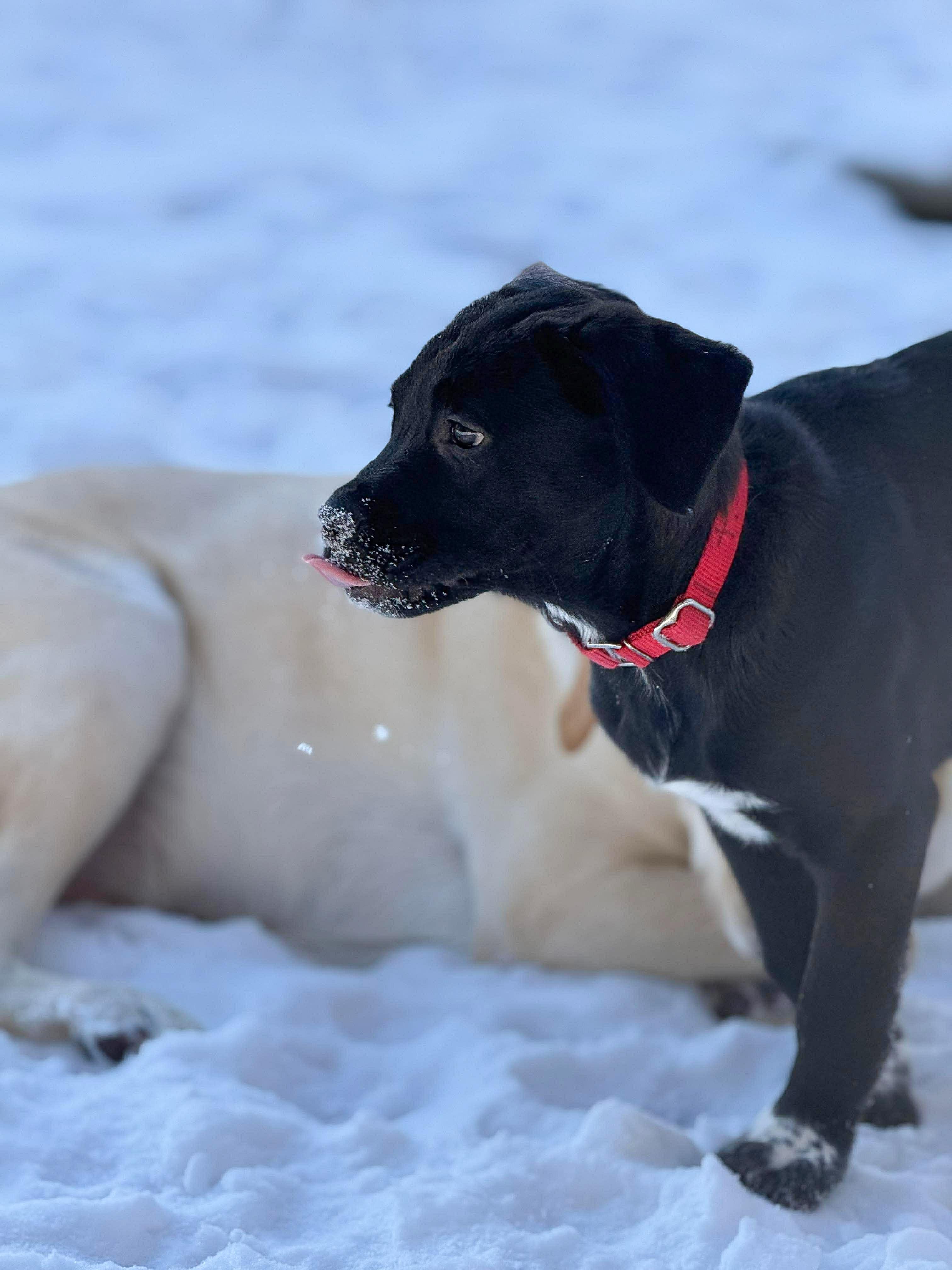 Enlarge Summit , a Adoptable Mixed Breed in Argyle, NY image 2/6