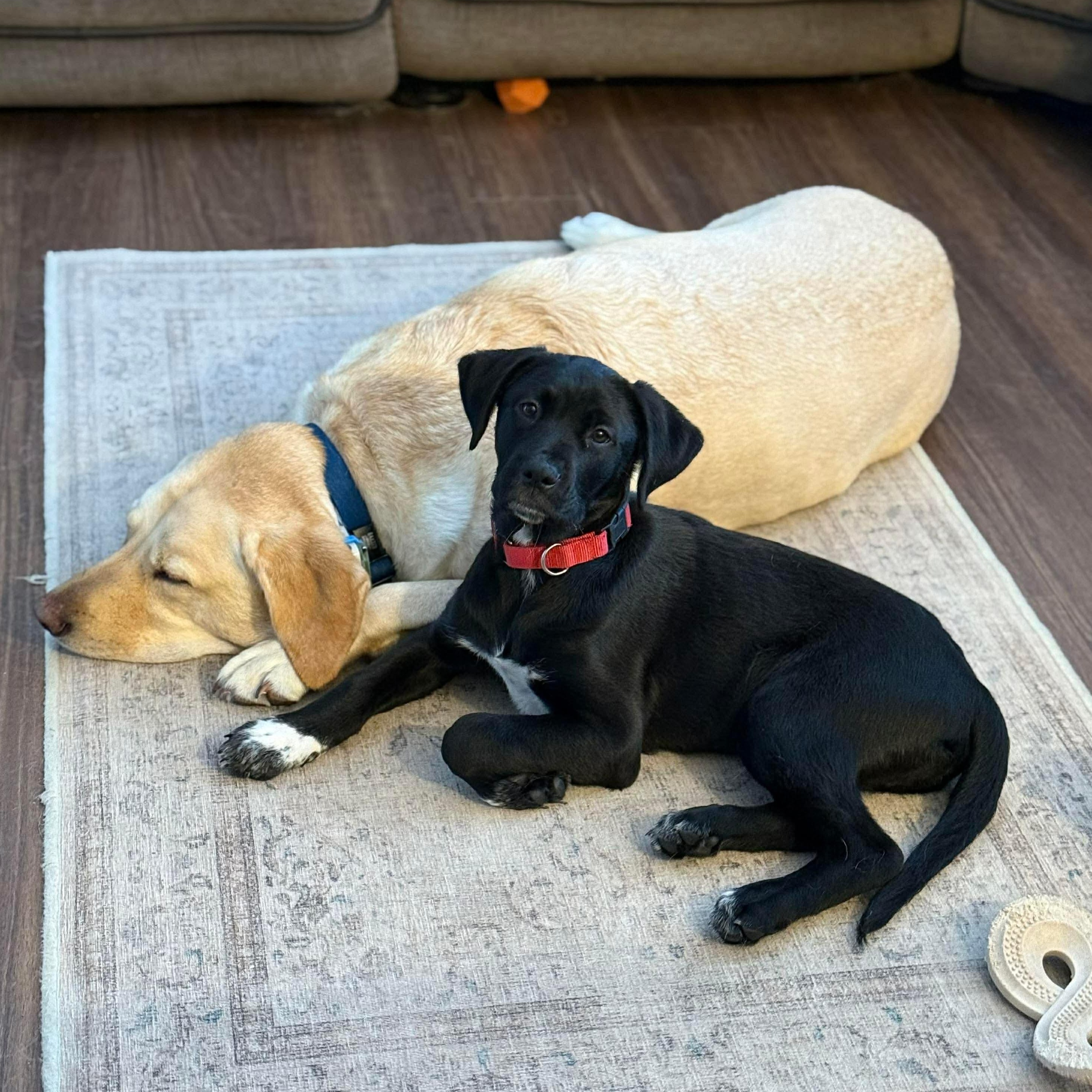 Enlarge Summit , a Adoptable Mixed Breed in Argyle, NY image 3/6