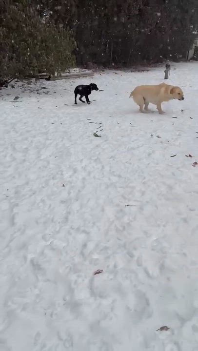 Enlarge Summit , a Adoptable Mixed Breed in Argyle, NY video 4/6