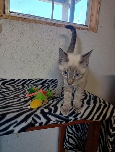 Enlarge Magpie, a Adopted Domestic Short Hair in Centerton, AR image 1/1