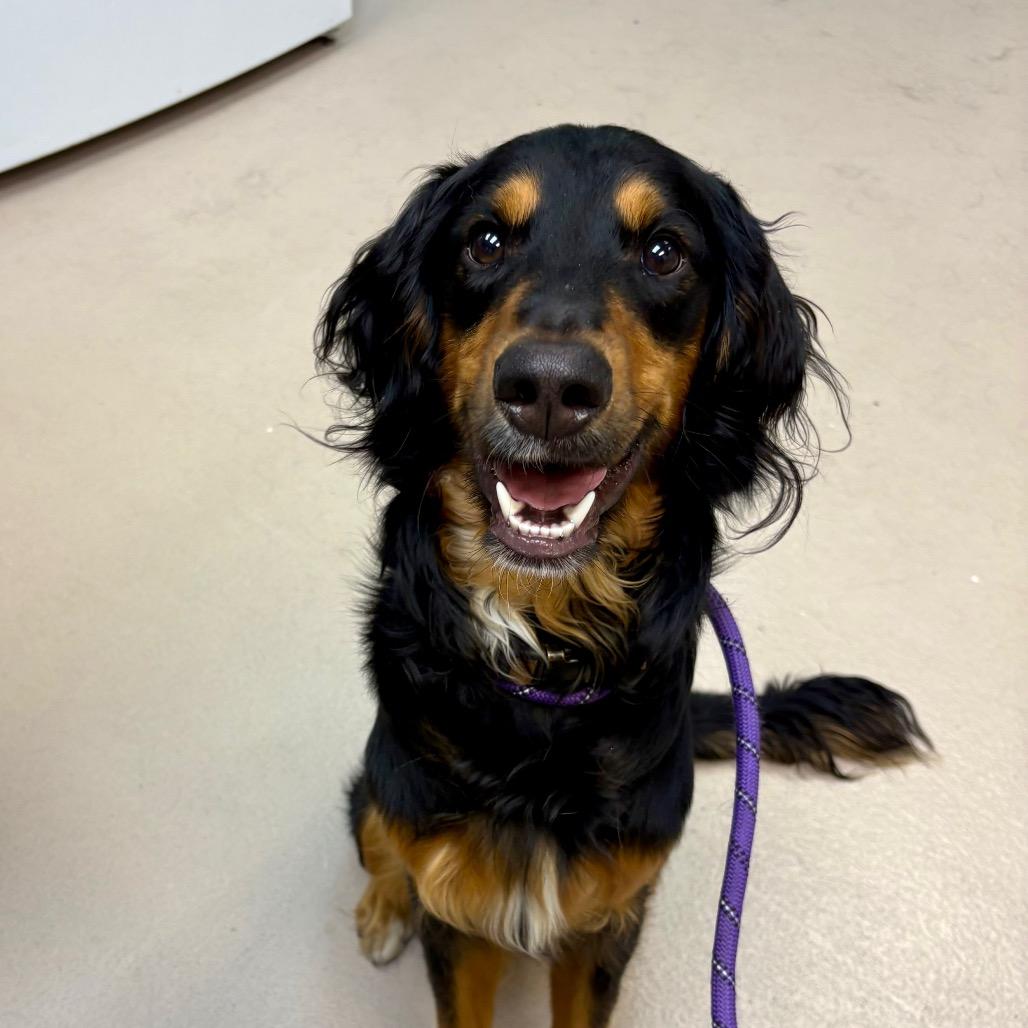 Enlarge Ricky Bobby, a Adoptable Setter in Newark, NJ image 1/3