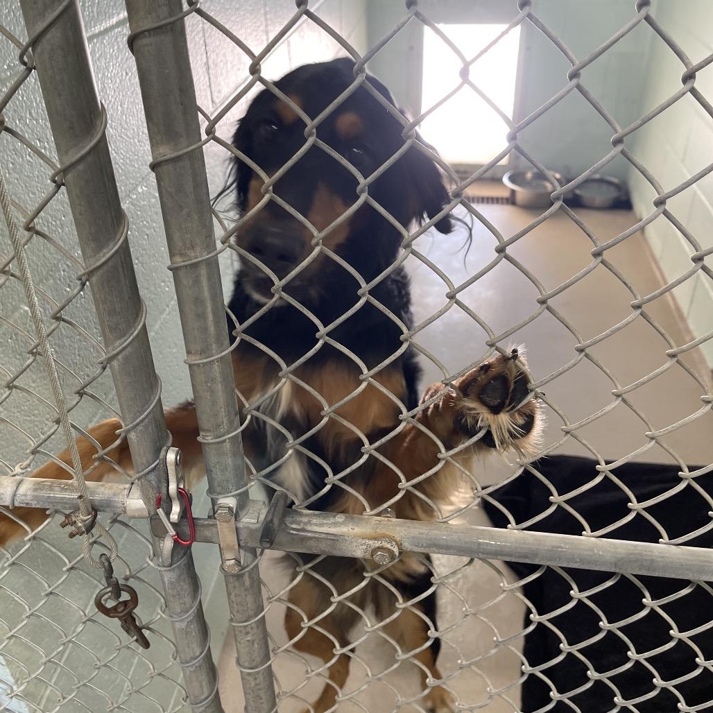 Enlarge Ricky Bobby, a Adoptable Setter in Newark, NJ image 2/3