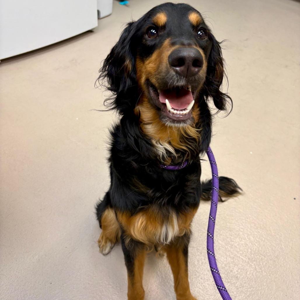 Enlarge Ricky Bobby, a Adoptable Setter in Newark, NJ image 3/3