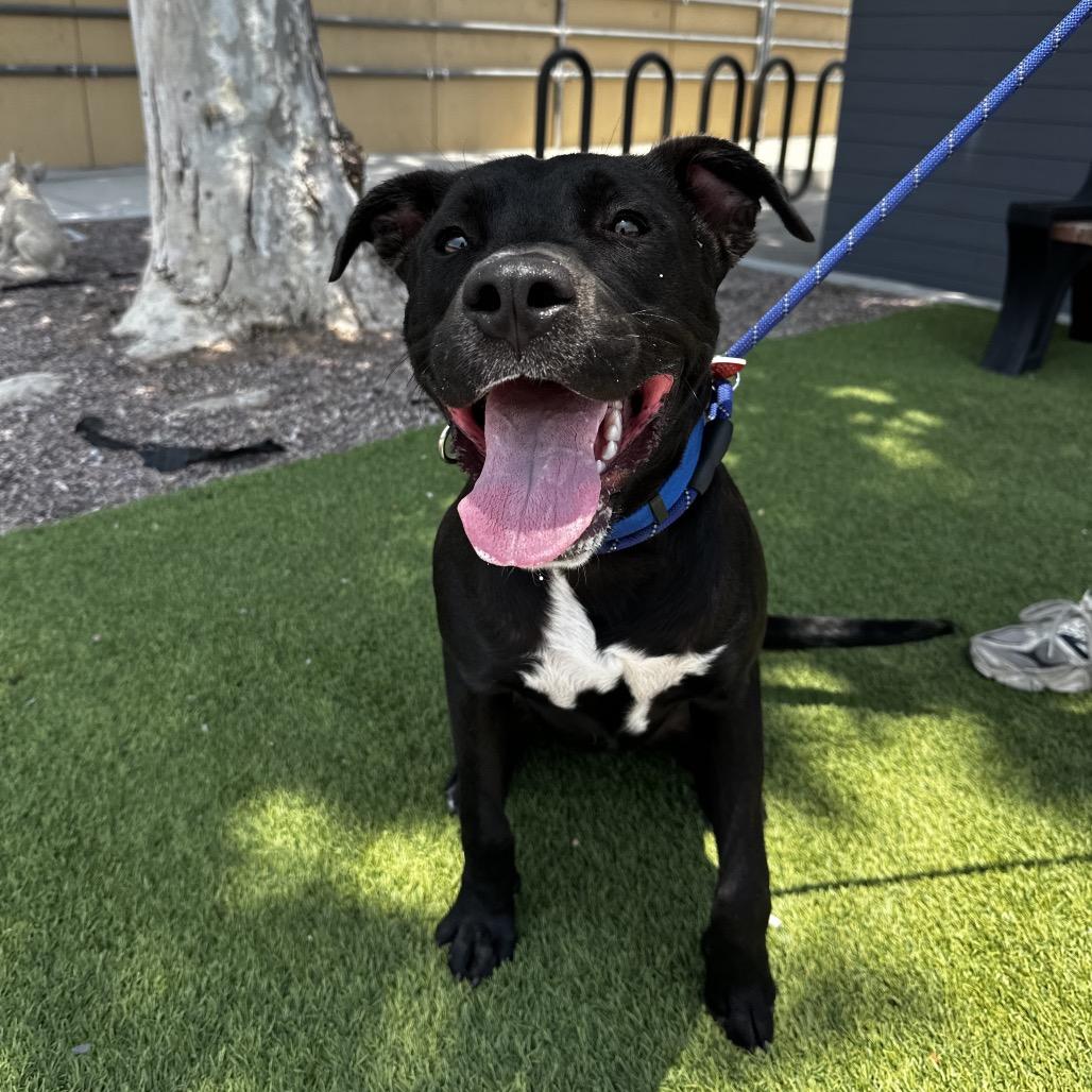 Enlarge Opie A2193183, a Adoptable mixed breed in Mission Hills, CA image 1/6