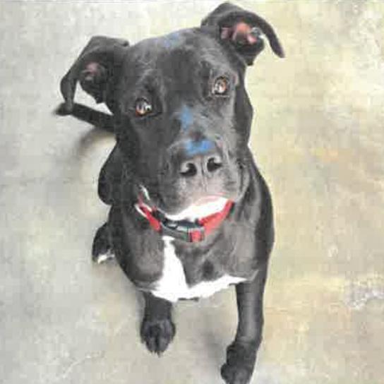 Opie A2193183, a Adoptable mixed breed in Mission Hills, CA image 1/6