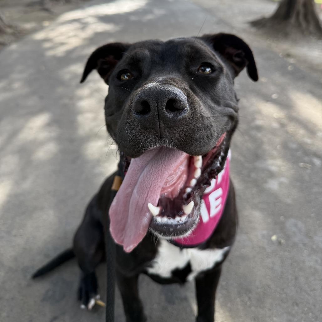 Opie A2193183, a Adoptable mixed breed in Mission Hills, CA image 2/6