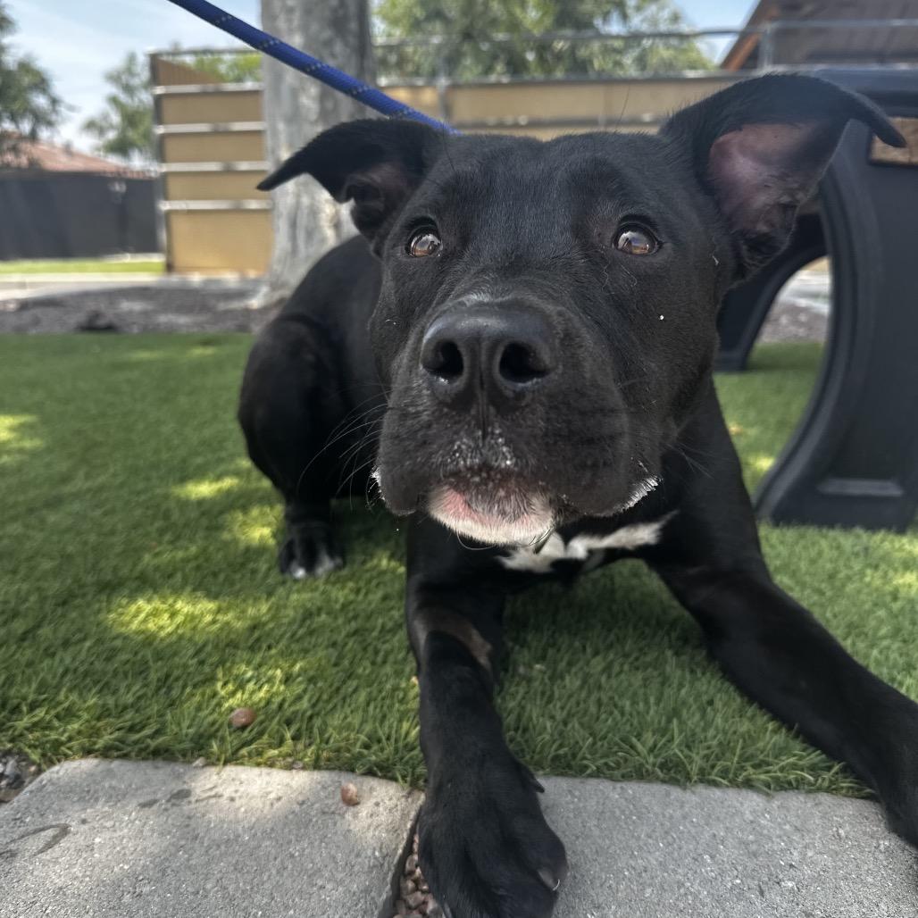 Enlarge Opie A2193183, a Adoptable mixed breed in Mission Hills, CA image 4/6