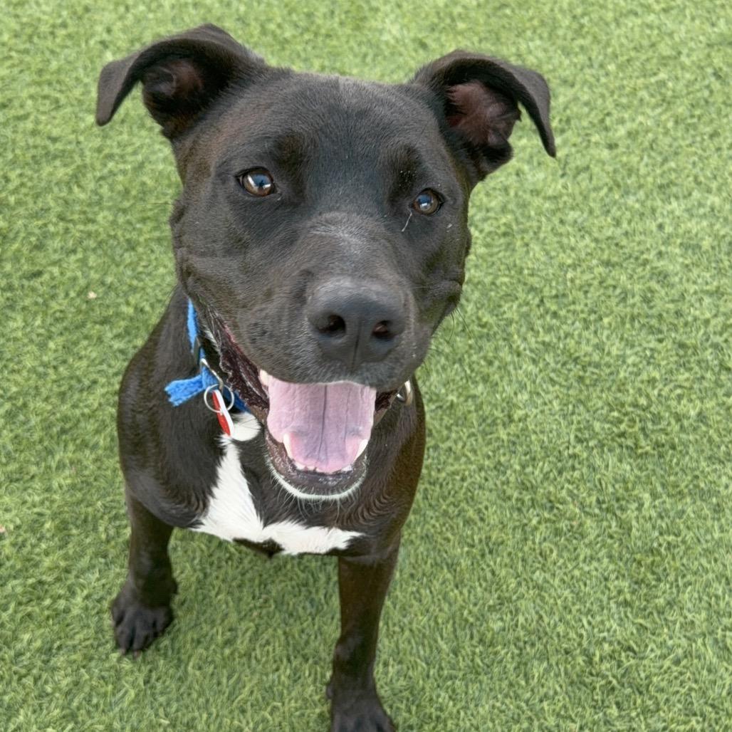 Opie A2193183, a Adoptable mixed breed in Mission Hills, CA image 3/6