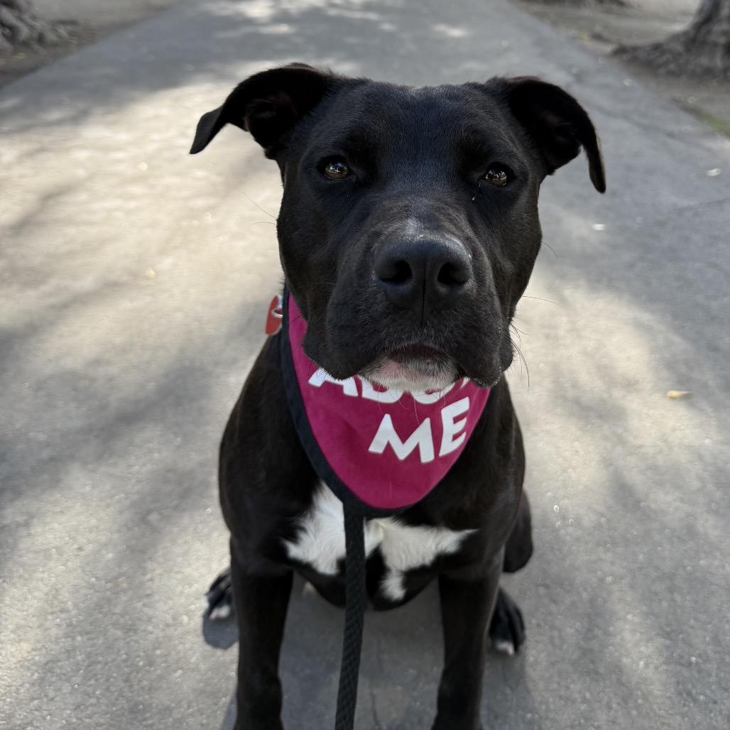 Opie A2193183, a Adoptable mixed breed in Mission Hills, CA image 6/6