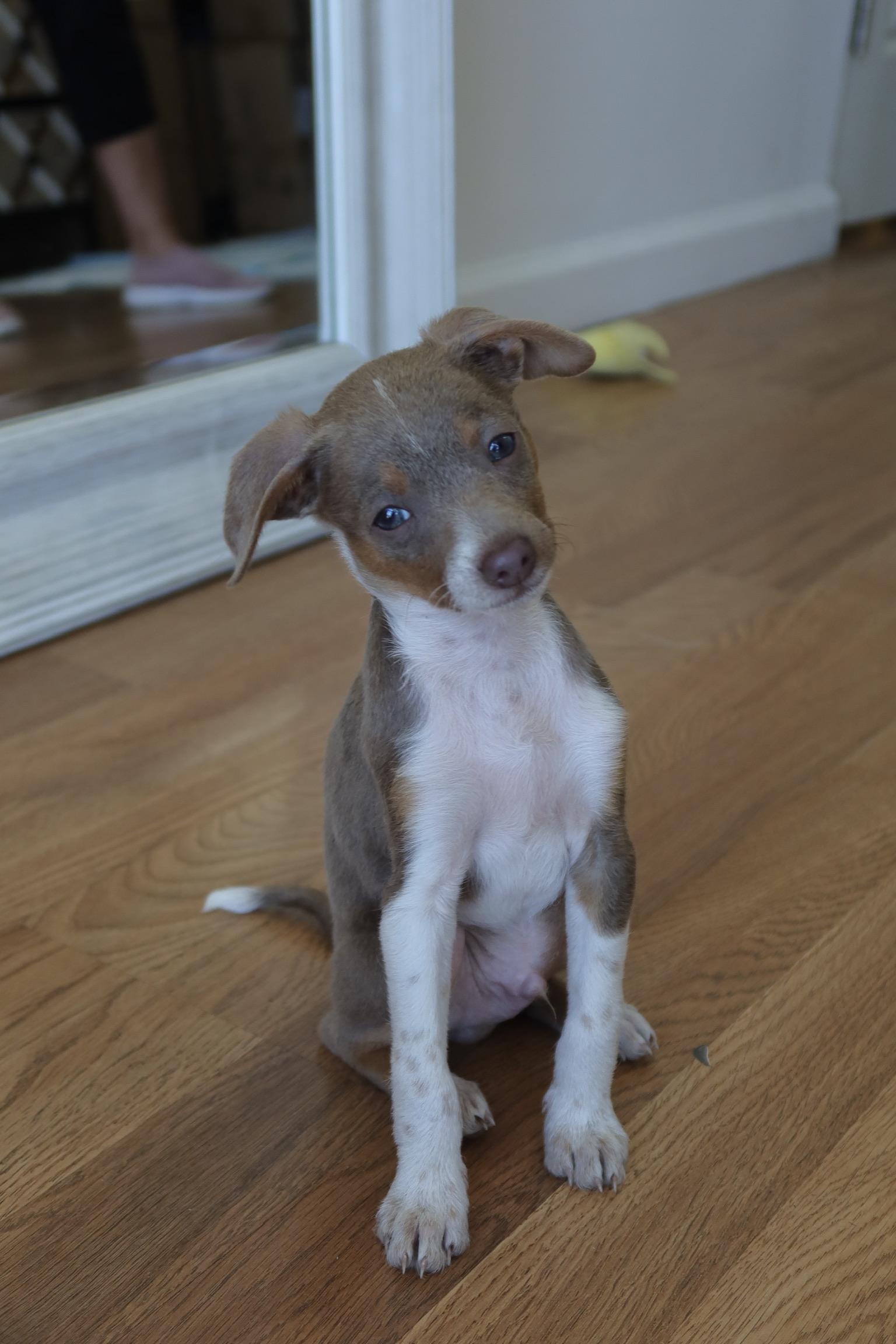 EGG, adopted, Puppy Male Chihuahua.