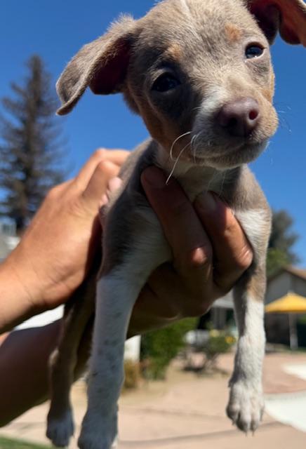 Enlarge EGG, an adopted mixed breed in Bakersfield, CA image 2/5