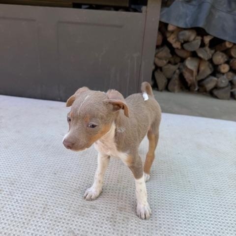 Enlarge EGG, an adopted mixed breed in Bakersfield, CA image 4/5