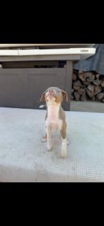 Enlarge EGG, an adopted mixed breed in Bakersfield, CA image 5/5