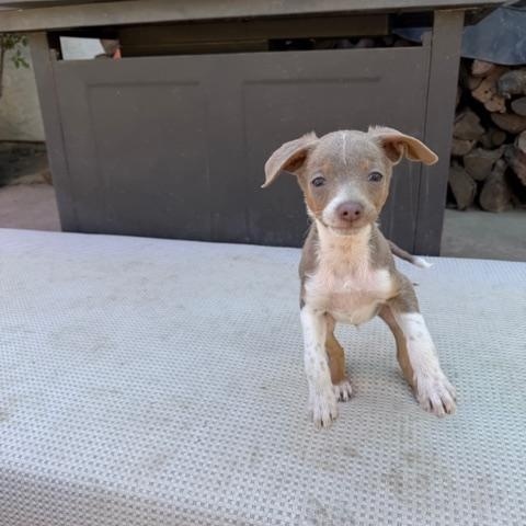 Enlarge EGG, an adopted mixed breed in Bakersfield, CA image 3/5