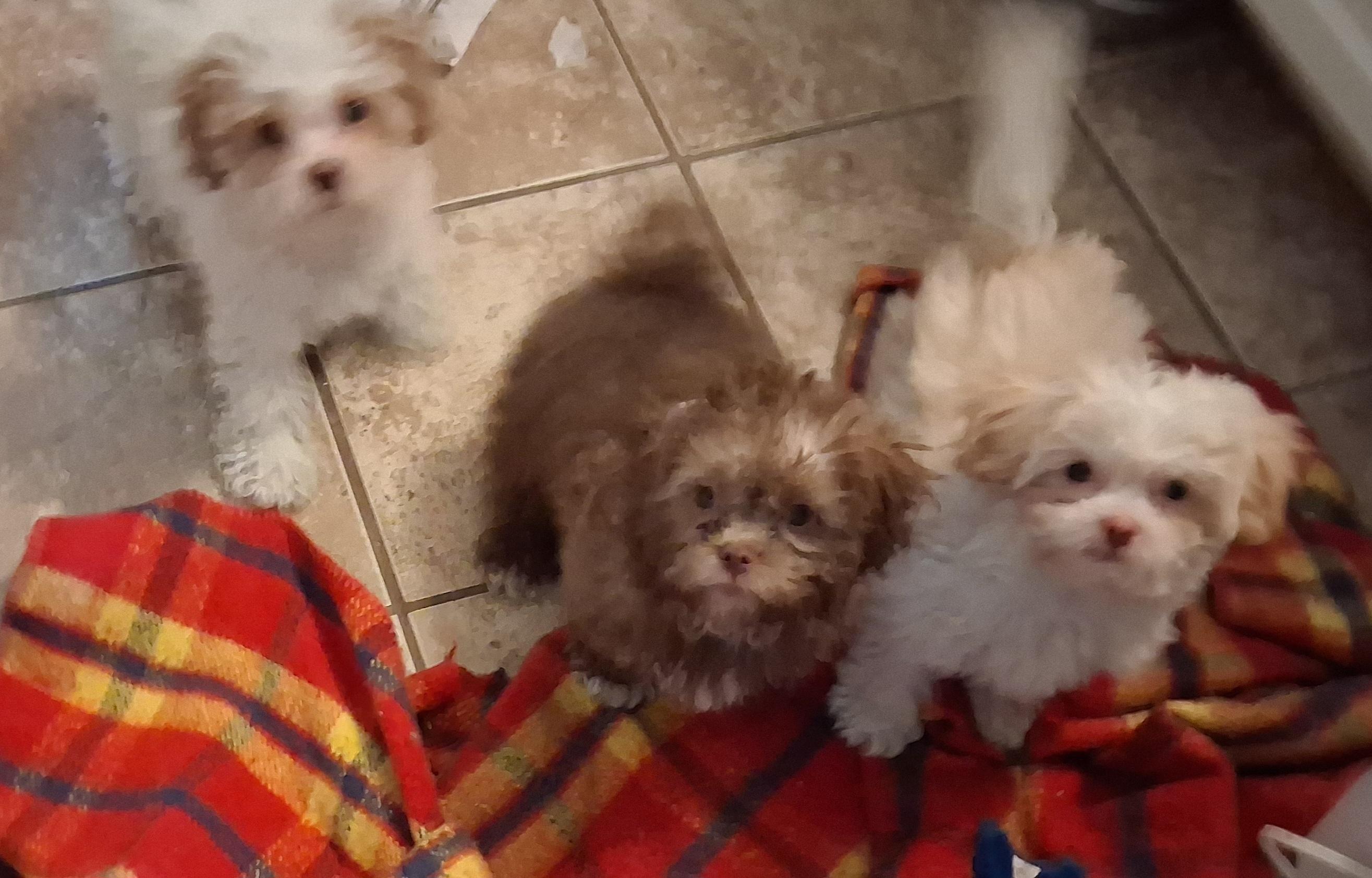 Puppies, a ADOPTABLE mixed breed in Fordland, MO image 5/5