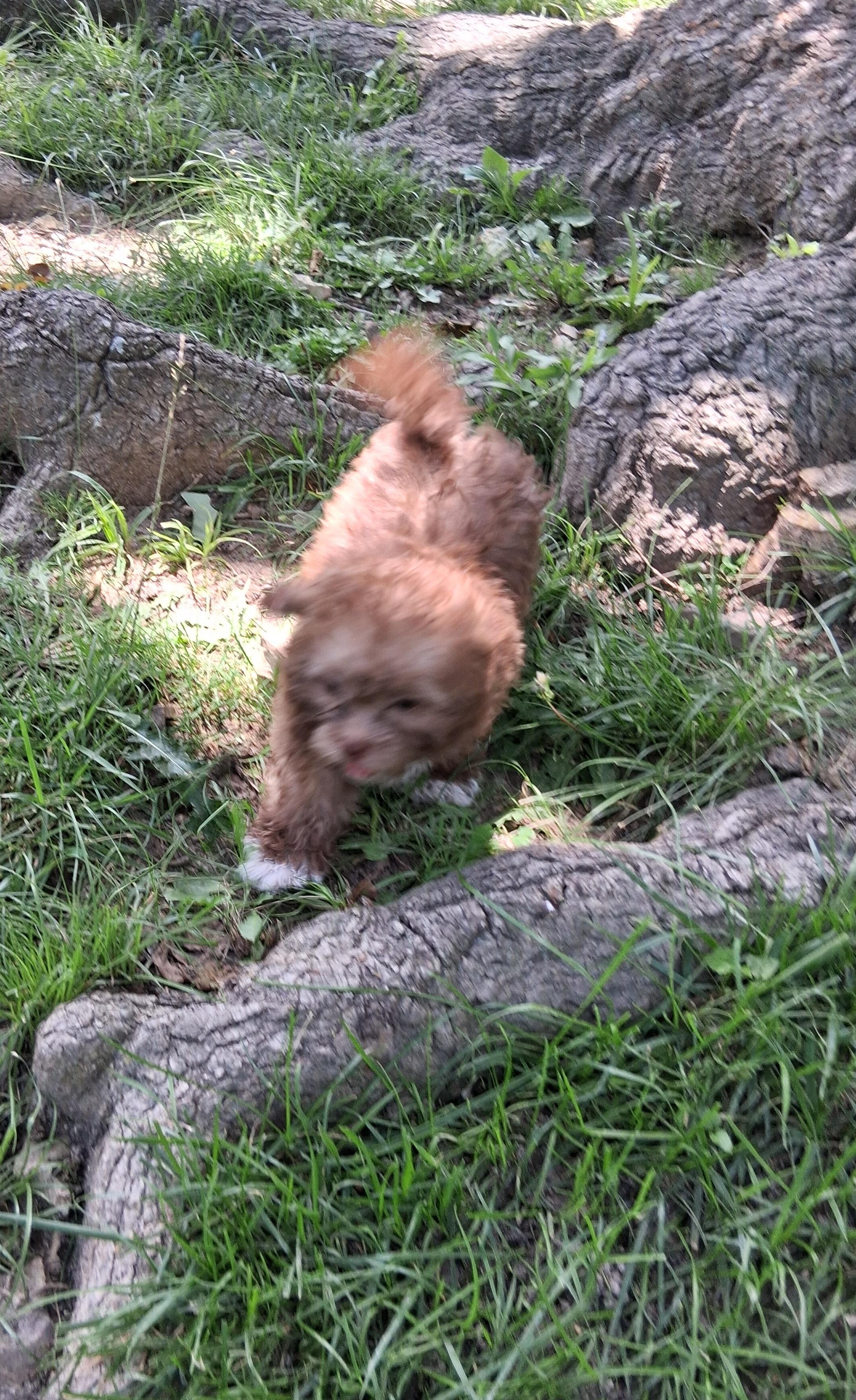 Puppies, a ADOPTABLE mixed breed in Fordland, MO image 2/5