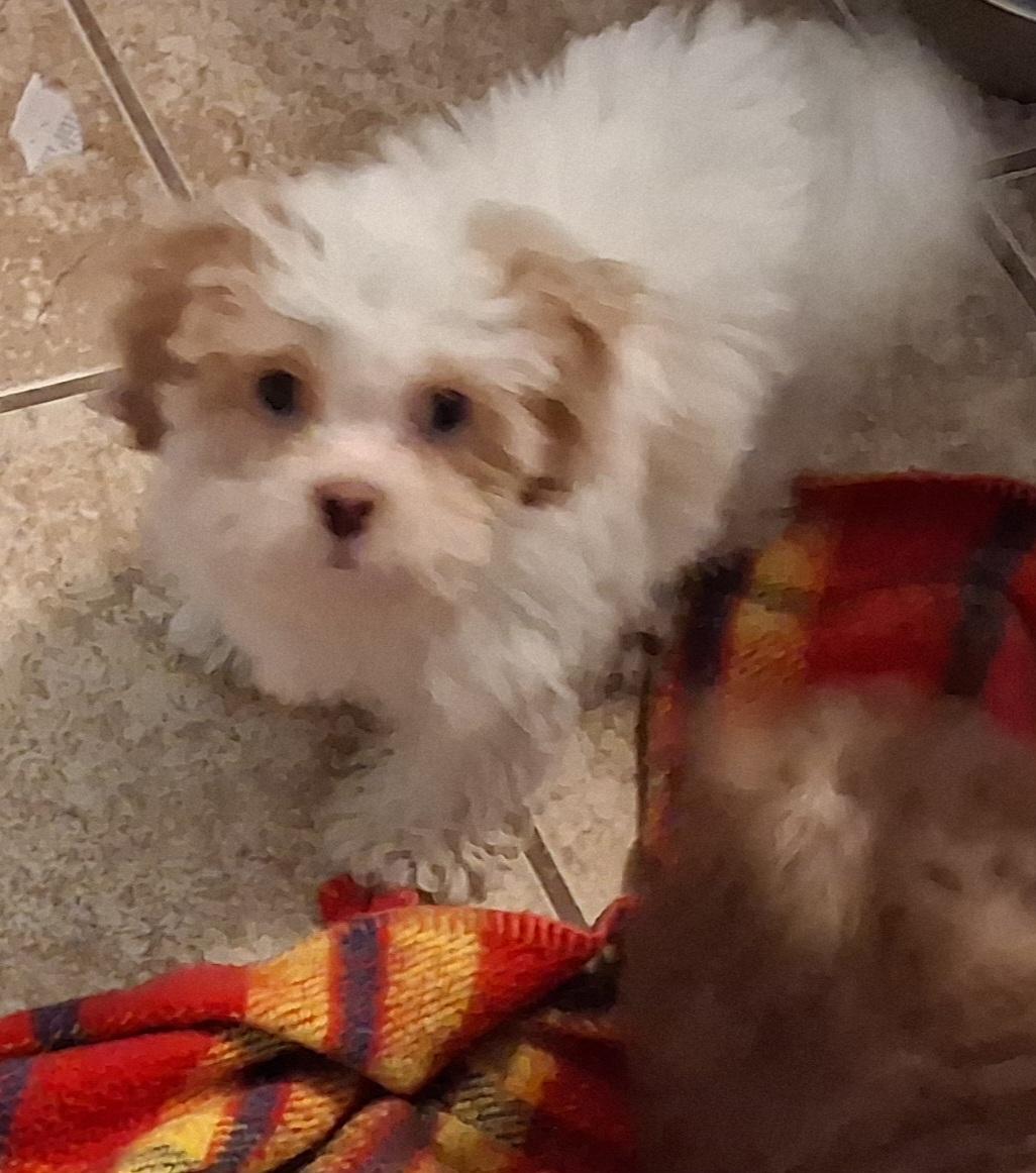 Puppies, a ADOPTABLE mixed breed in Fordland, MO image 3/5