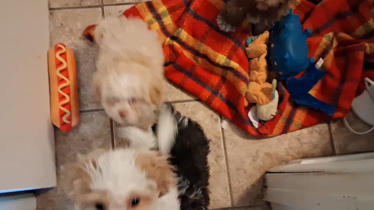 Enlarge Puppies, a ADOPTABLE mixed breed in Fordland, MO video 4/5