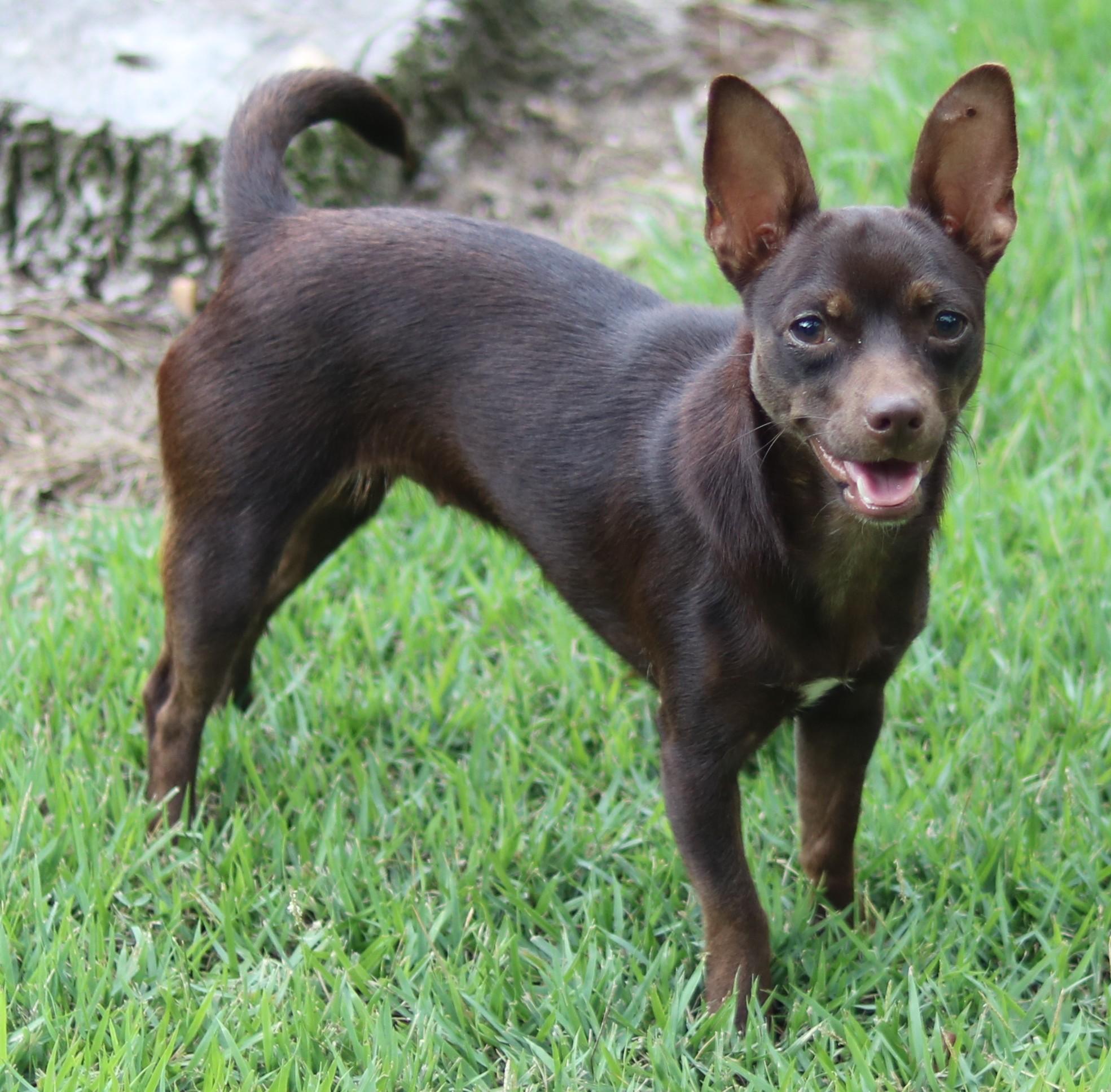 Enlarge Shirley, a Adoptable mixed breed in Cedartown, GA image 3/4