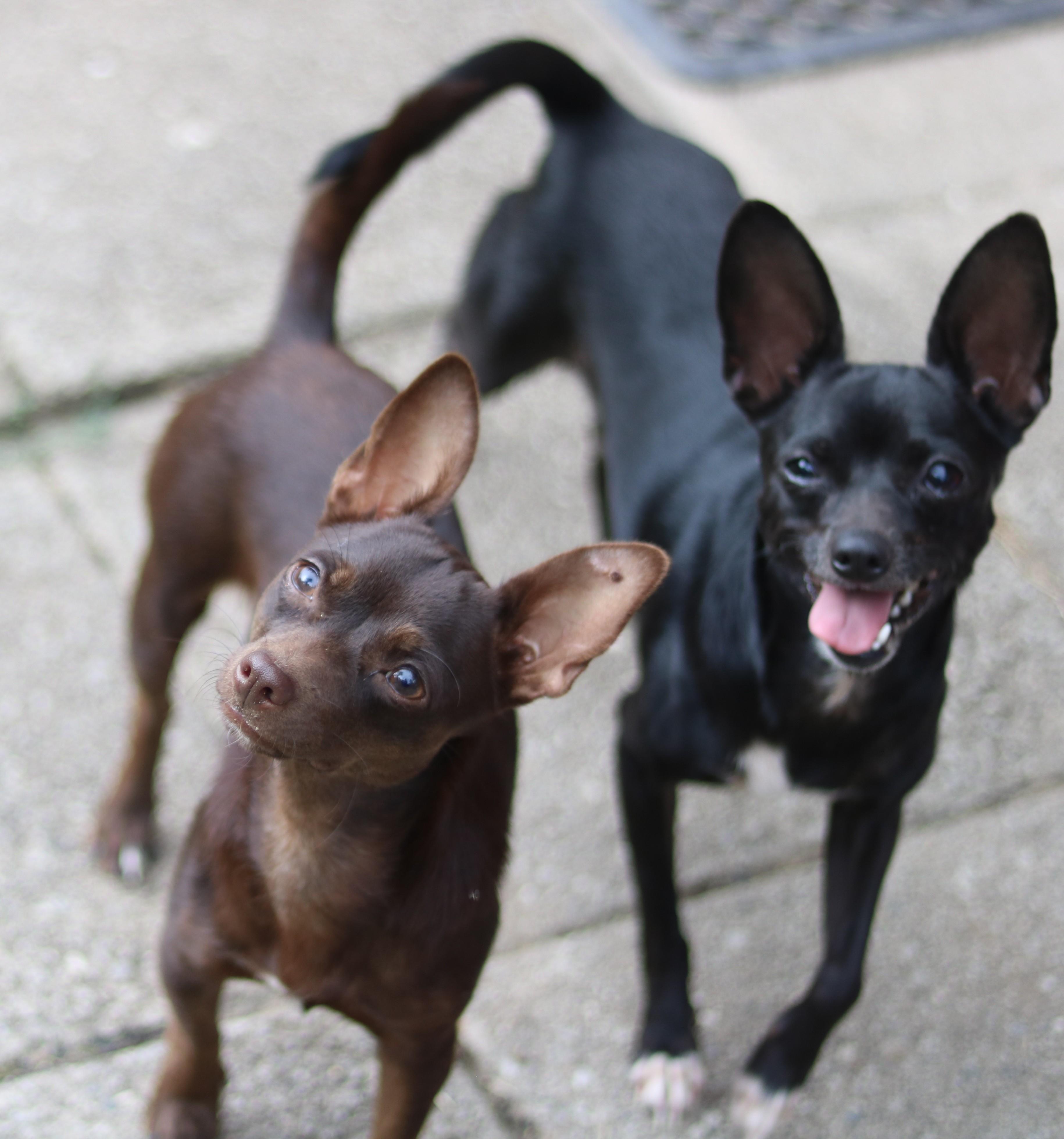 Enlarge Shirley, a Adoptable mixed breed in Cedartown, GA image 4/4