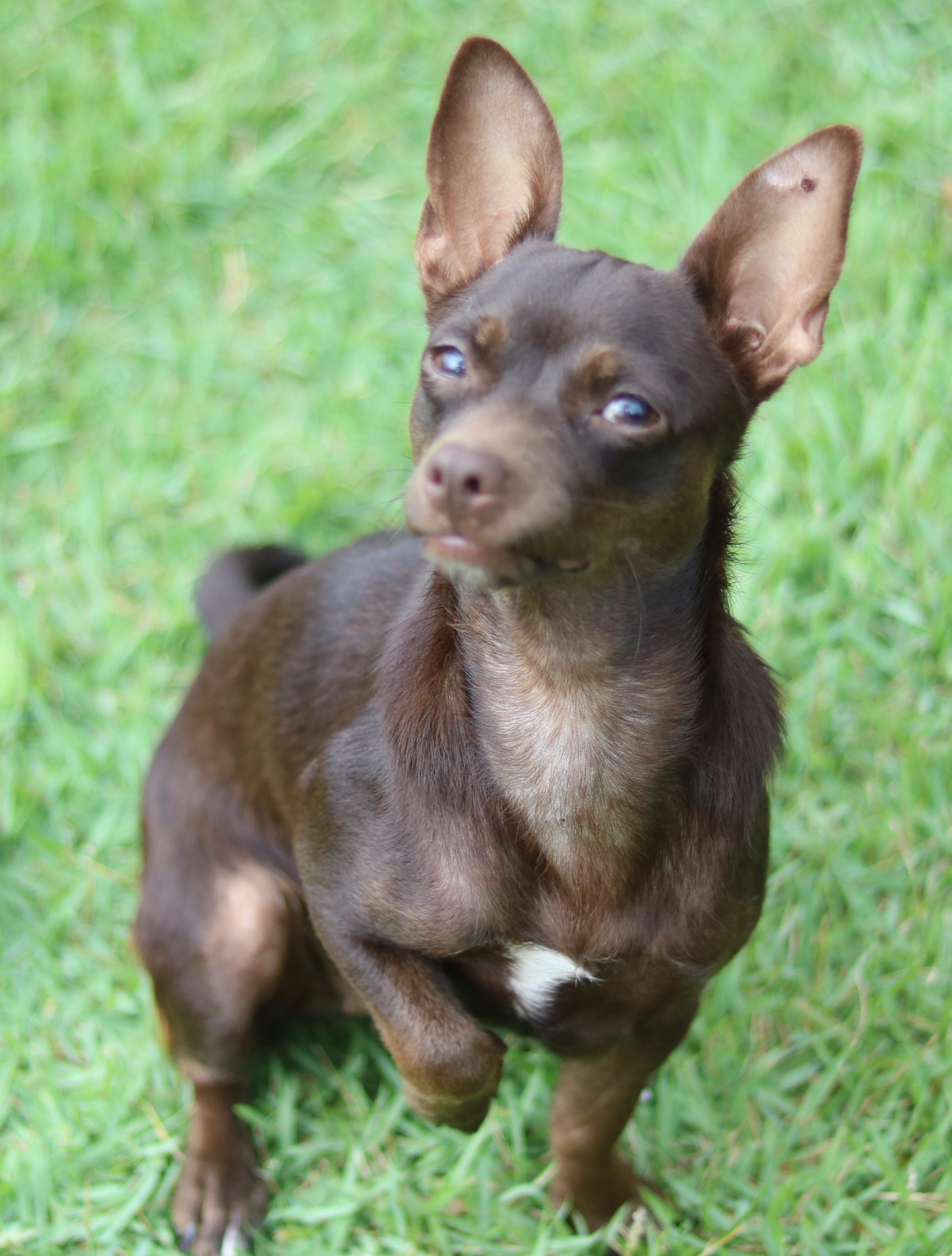 Enlarge Shirley, a Adoptable mixed breed in Cedartown, GA image 2/4