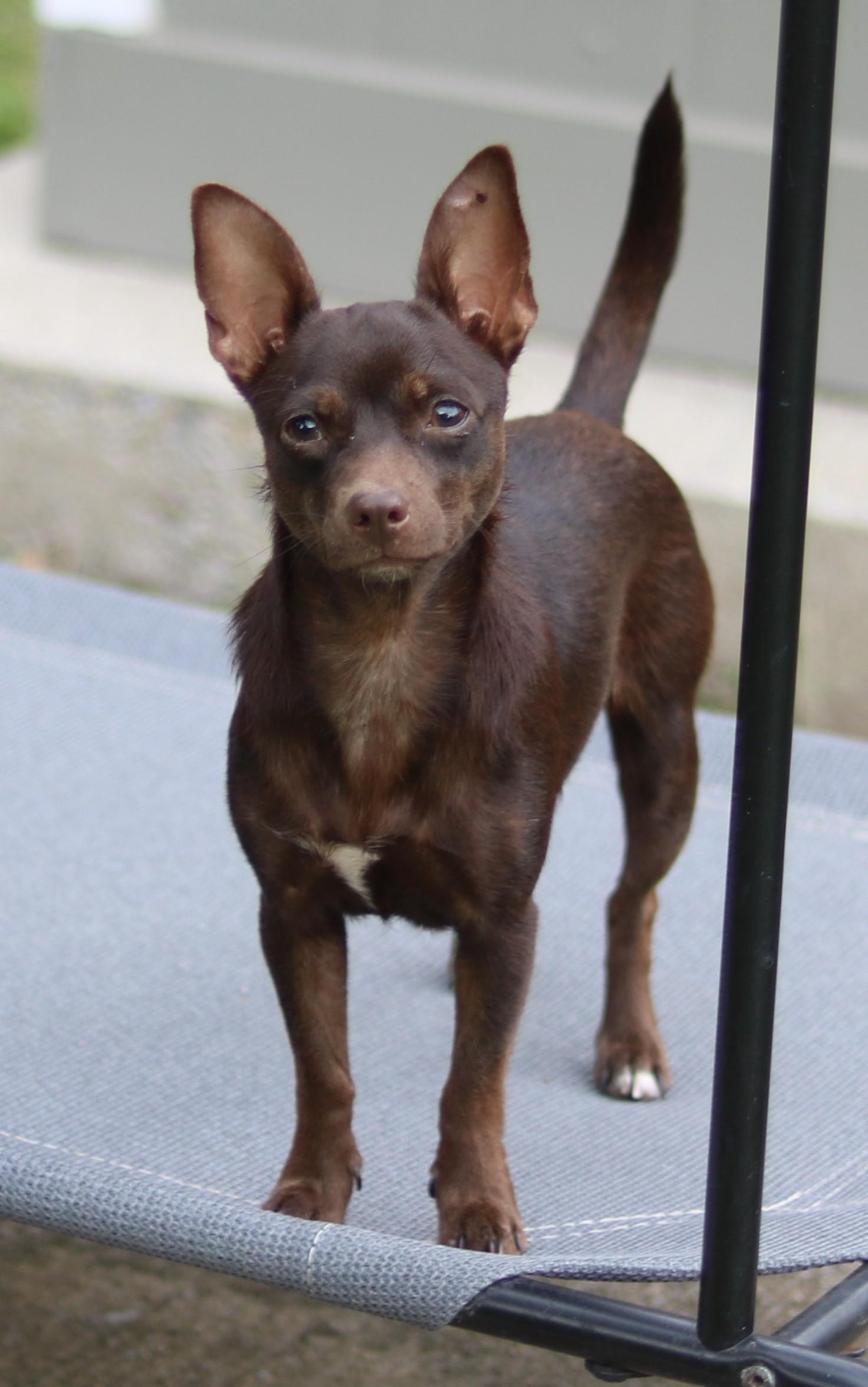 Enlarge Shirley, a Adoptable mixed breed in Cedartown, GA image 1/4