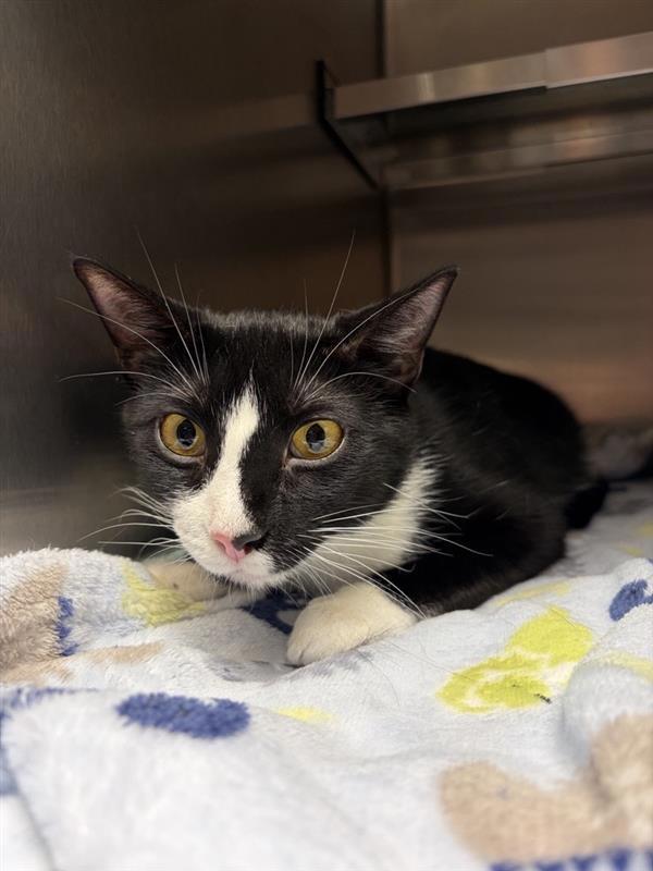 Veronica, Adoptable, Adult Female Domestic Short Hair.