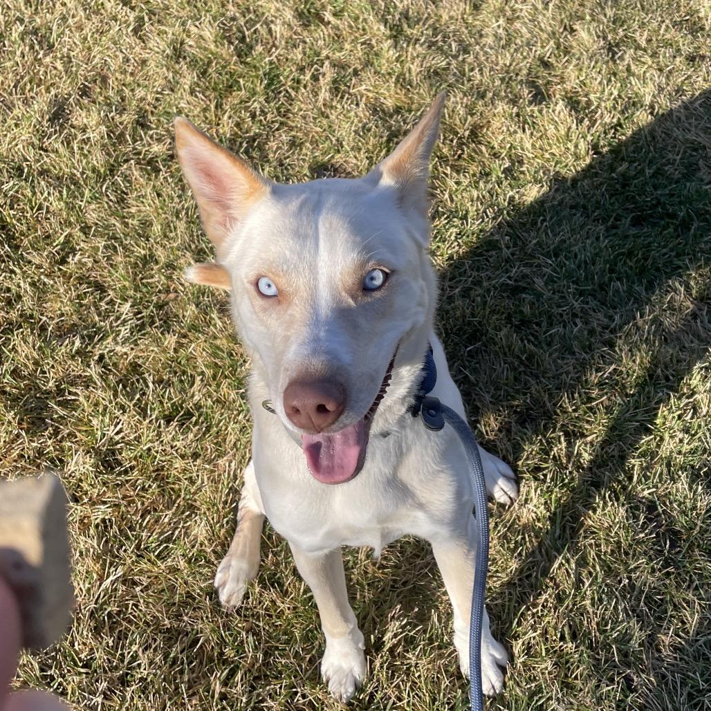 Cookie, Adoptable, Adult Female Mixed Breed.