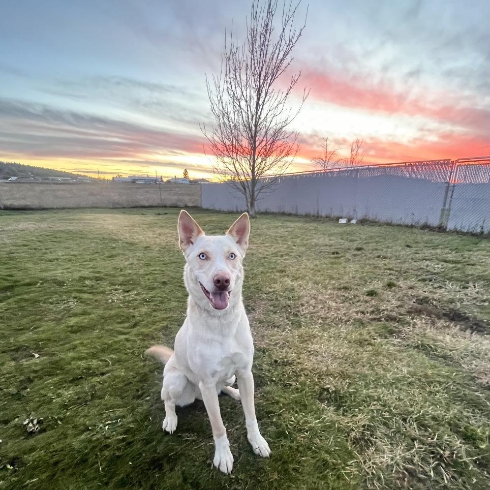 Enlarge Cookie, a Adoptable Mixed Breed in Spokane, WA image 2/3