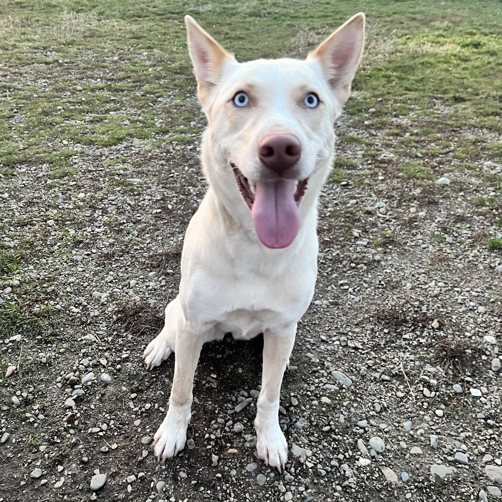 Enlarge Cookie, a Adoptable Mixed Breed in Spokane, WA image 3/3