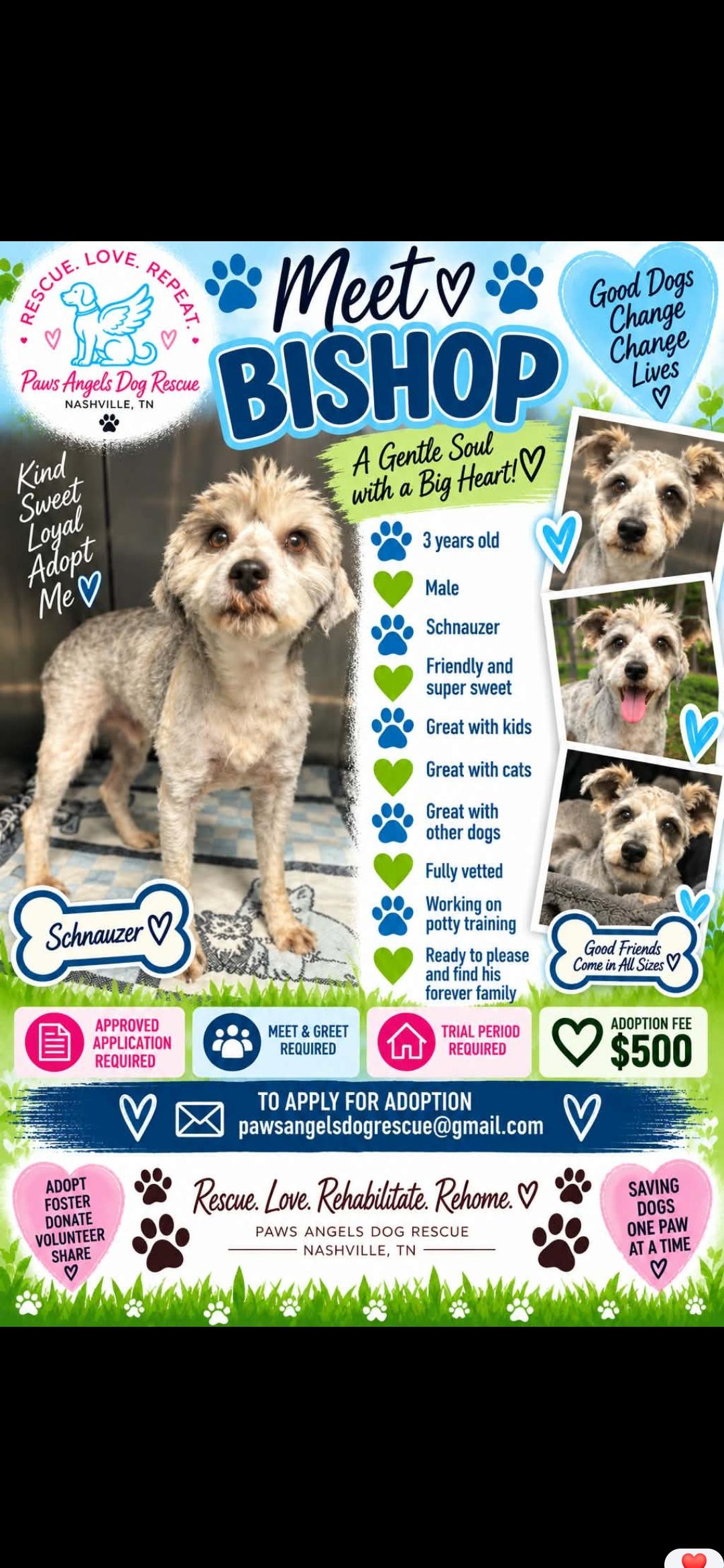Bishop, Adoptable, Adult Male Miniature Schnauzer.