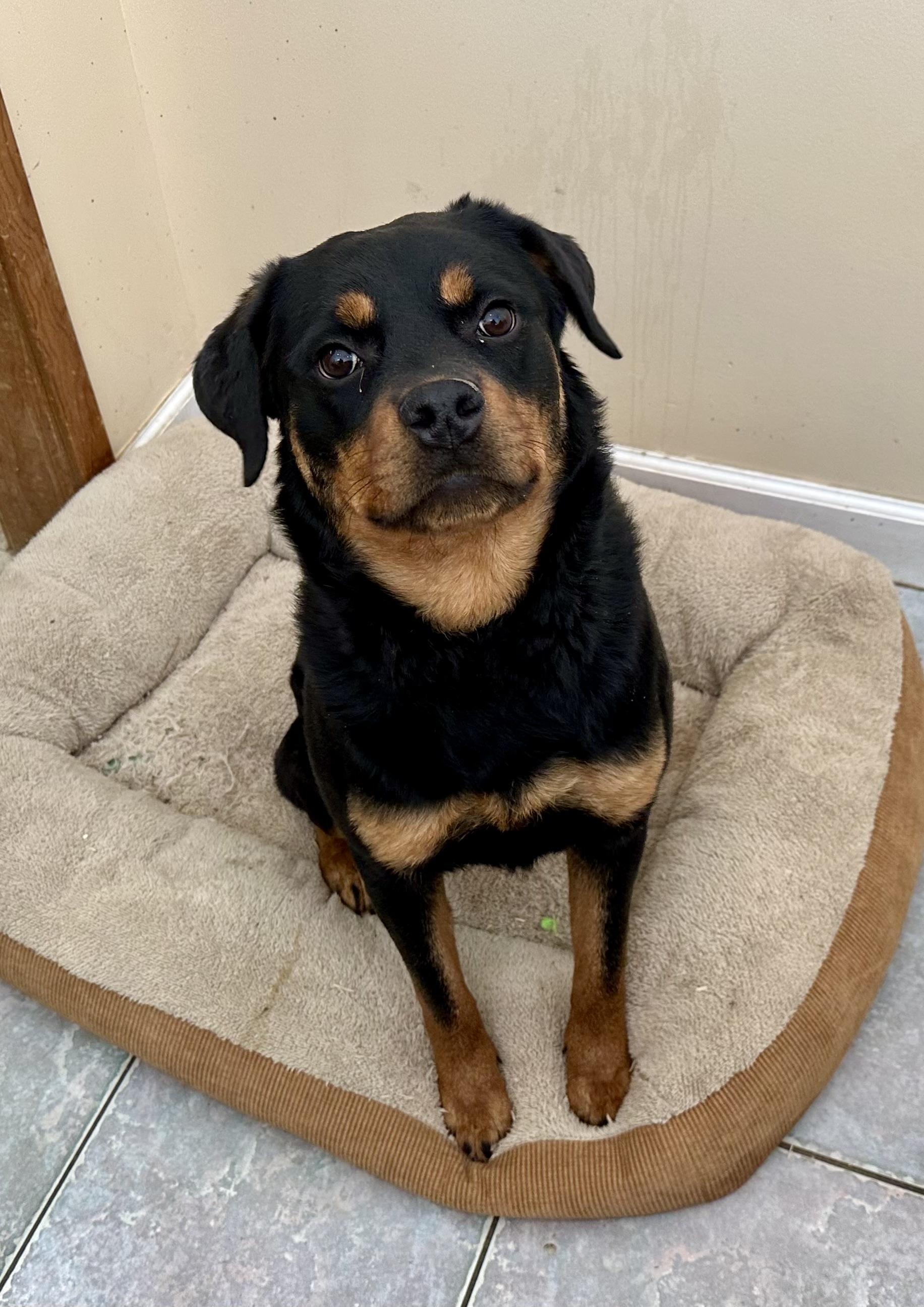 LOOKIN FOR SOME COMPANY?, ADOPTABLE, Young Female Rottweiler.