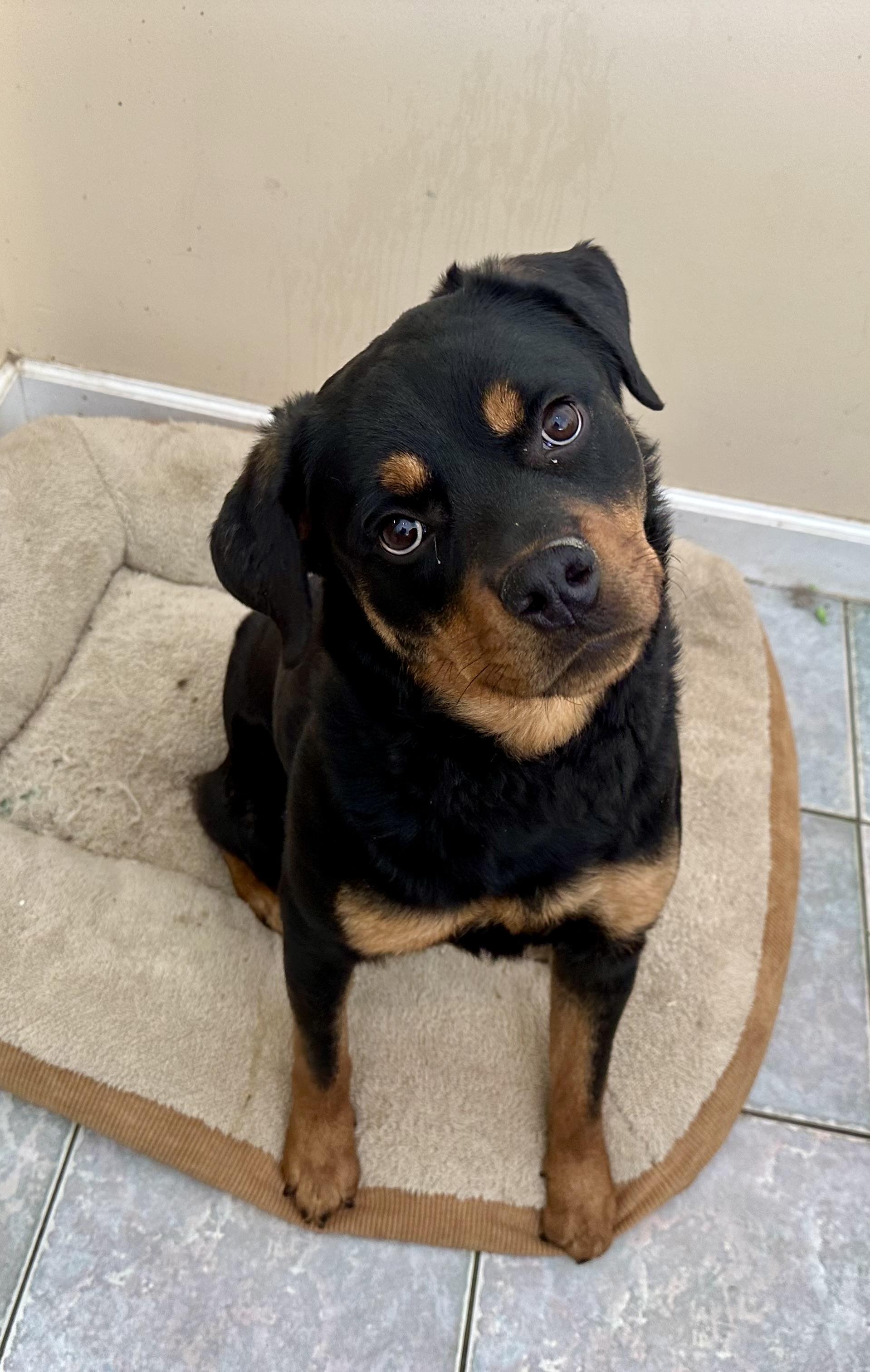 LOOKIN FOR SOME COMPANY?, a ADOPTABLE Rottweiler in Toledo, OH image 3/3