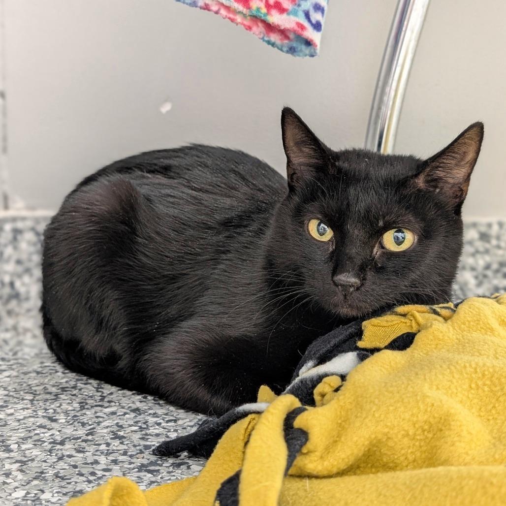 Enlarge Pepper, a Adoptable Domestic Short Hair in Brookfield, WI image 1/2